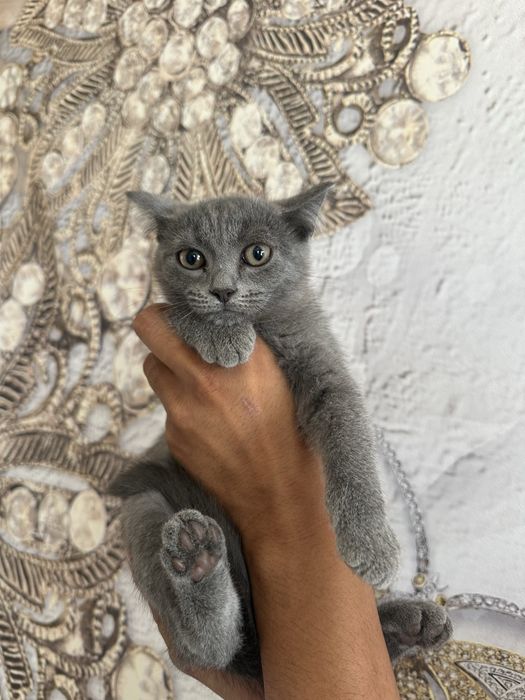 Отдам котят в добрые руки!