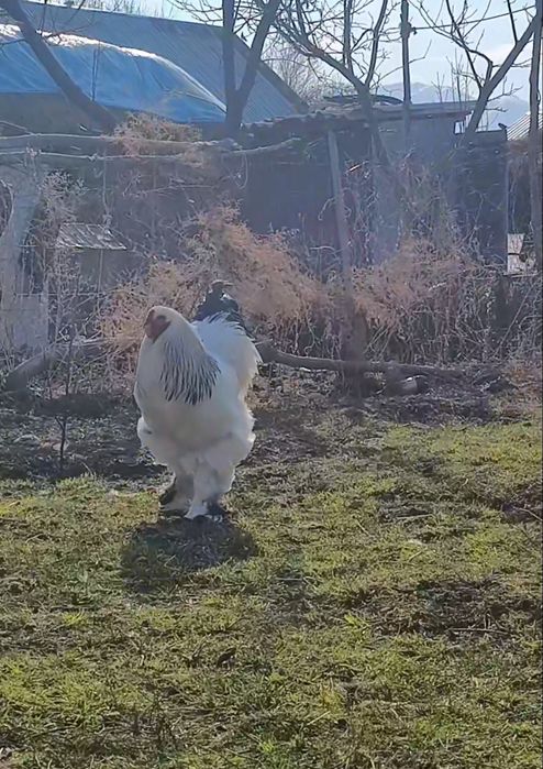 Принимаю заказы яйц