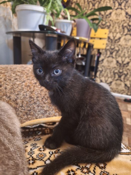 Отдам котика в хорошие руки