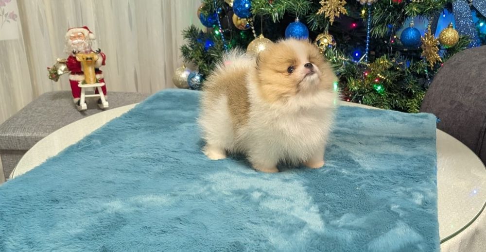 Puiuti Pomeranian