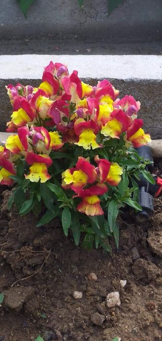 Мини кученца ...