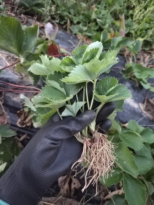 Разсад ягоди сорт Клери