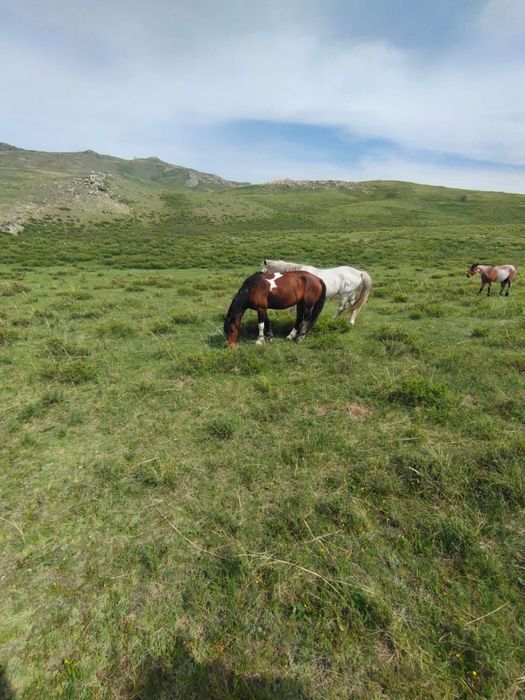 Продаётся алая лошадь!