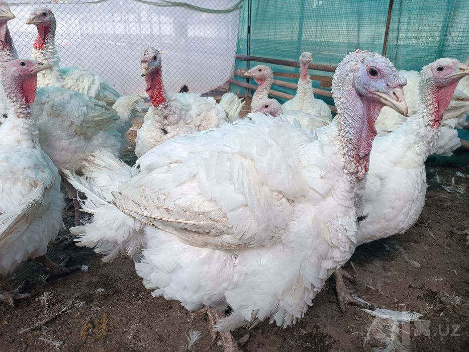 Big6 Kurkalar  Индейки