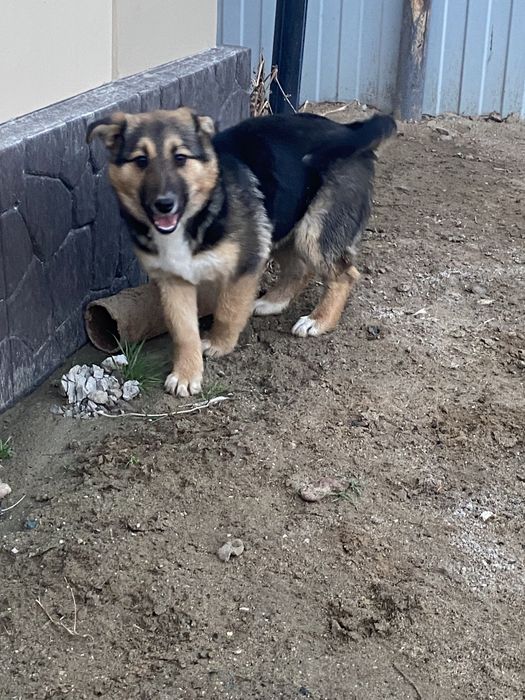 Отдам щенка бесплатно