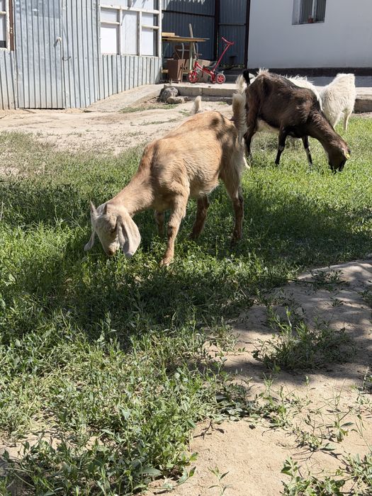 Нуб сутті ешкінің баласы сатылады срочно