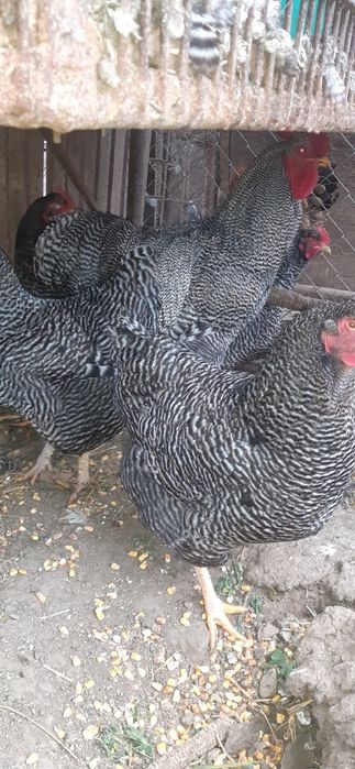 Familie gaini  Plymount rock barat