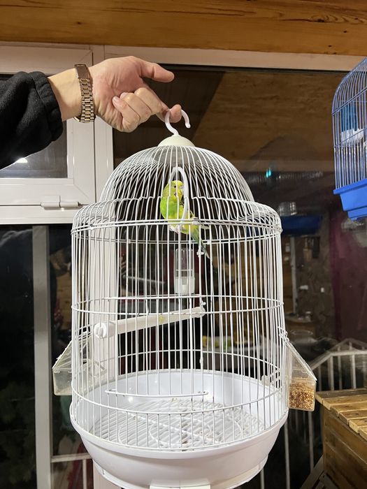 Продам волнистого попугая