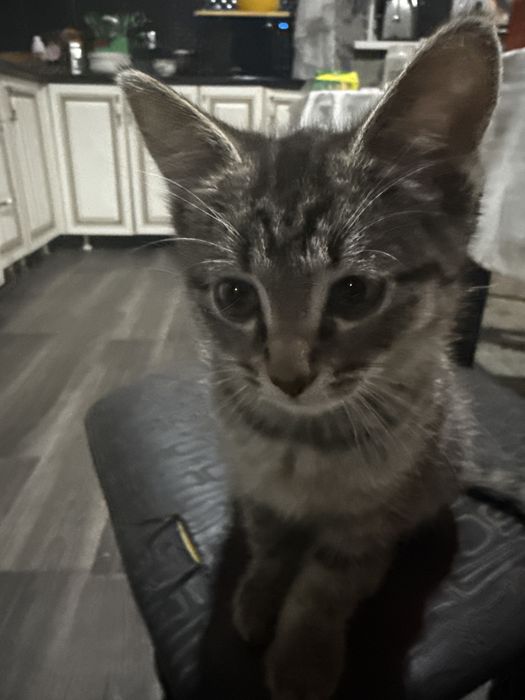 Котенок актиивный