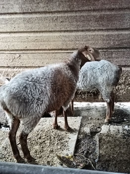 Продам барана девочка 1 год ей