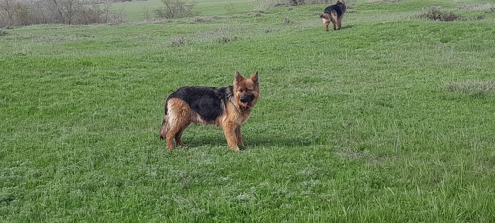 Щенки немецкой овчарки