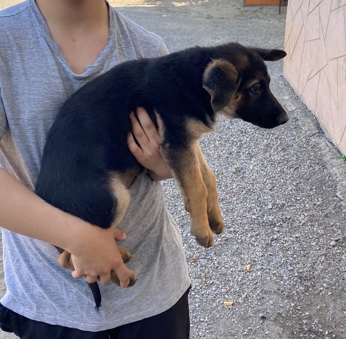 Щенки немецкой овчарки