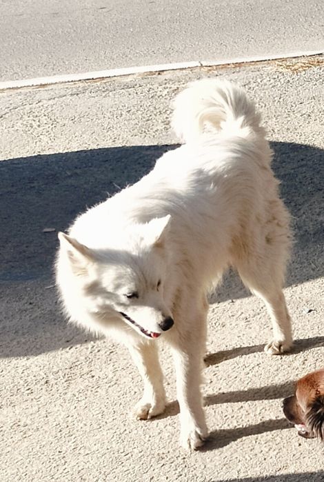 Бесплатно, девочка в добрые руки