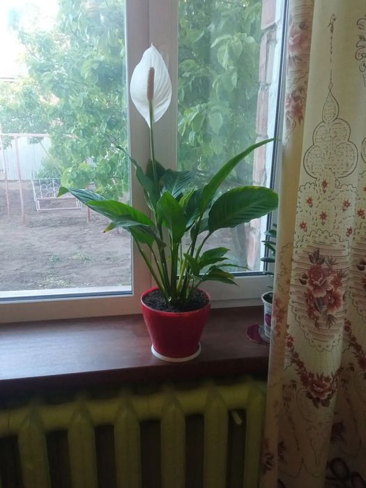 Продам цветы комнатные