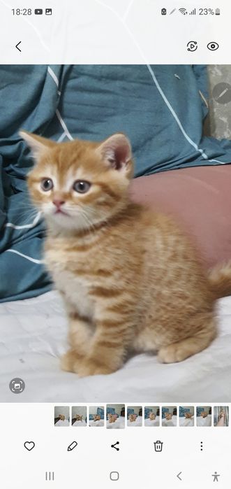 Скотиш фолд и страйт, девочки от правильной вязки, почти два месяца