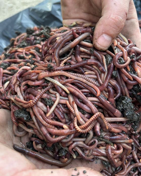 Momeala pescuit rame