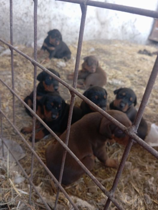 Продам щеняят классные