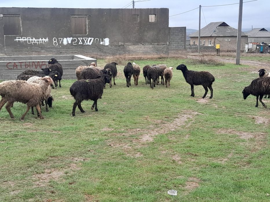 Тусак Саулык койлар Сатылады