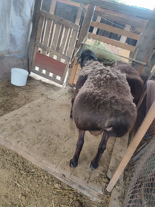 Кошкар сатыдады 250000 Байсерке де. Тур