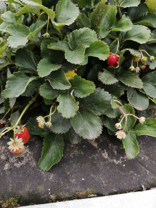 Продам ремонтантную клубнику, 50тг