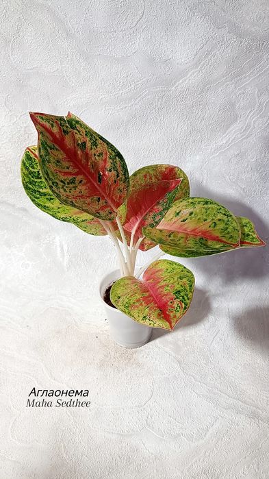 Аглаонемы (взрослые), от 2500 тг