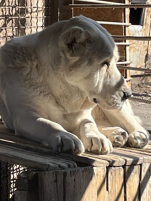 Продается девочка алабая