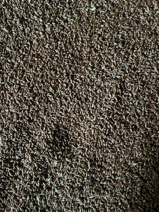 Grau si triticale de vanzare