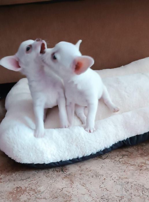 Щенки чихуашки в продаже