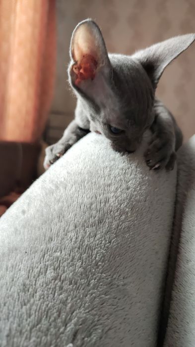 Продам котенка сфинкс канадский