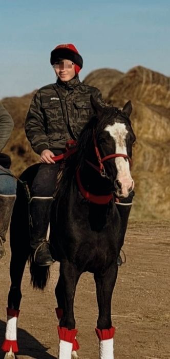 Ат сатылады көкпарға кірген