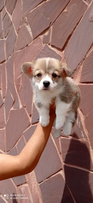 Предлагаю вельш корги пемброк!!!