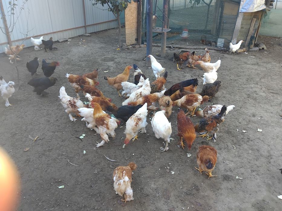 Vând păsări de tara