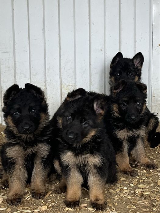 Щенки немецкой овчарки