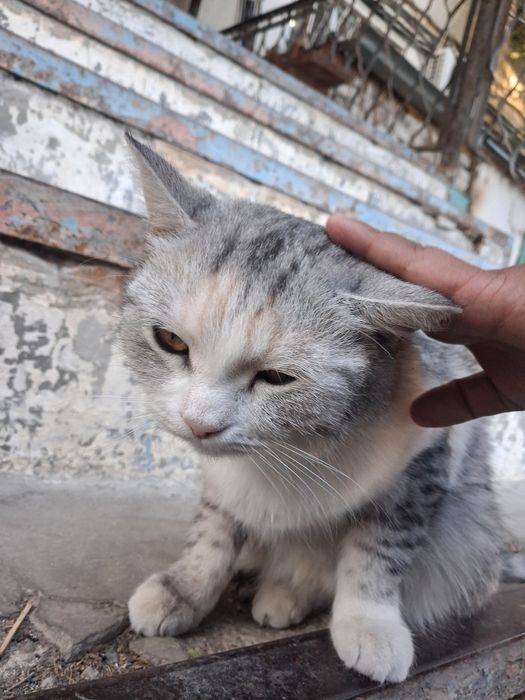 Кошки бездомный .
