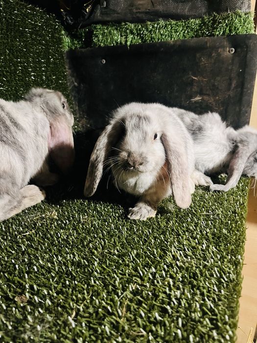 Tineret rhon disponibil