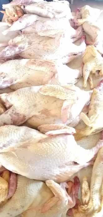 Продам мясо домашней  индейки.Каспий ред,кредит!