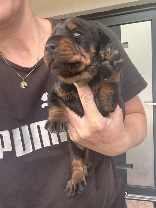 Rezervările pentru puii de Doberman sunt deschise