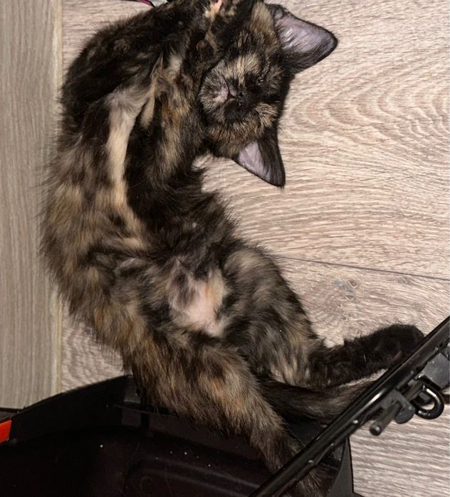 Котенок - девочка,  Милания , 4 месяца