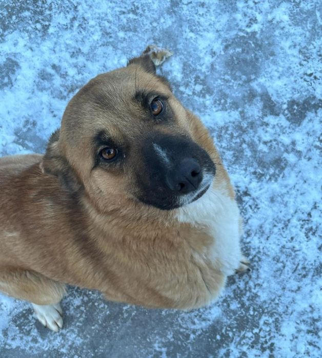 Щенок девочка от немецкой овчарки