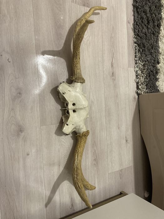 Продам рога оленя