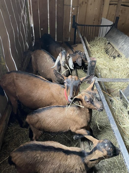 Vand doua capre cu lapte