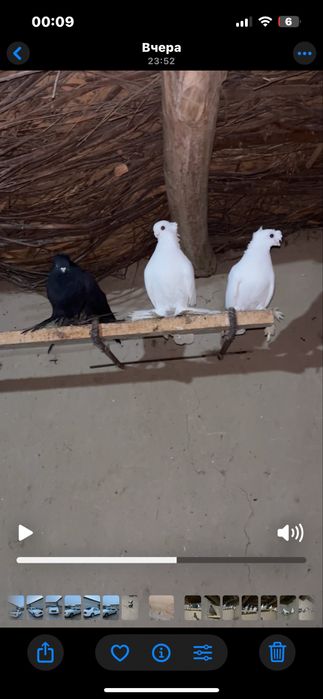 Кептерлер бар таз