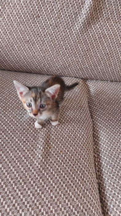 Котята в добрые руки даром