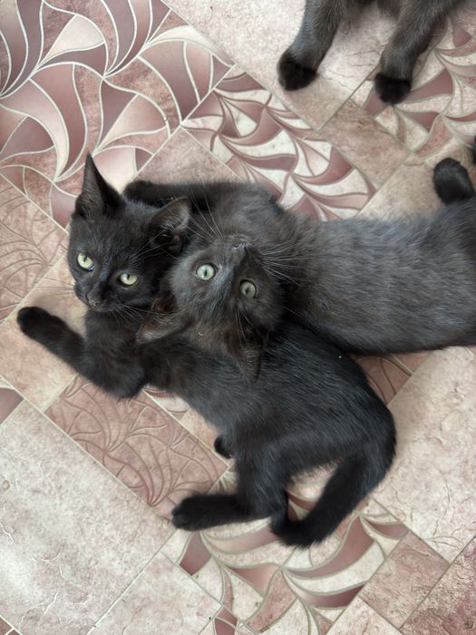 Котята бесплатно