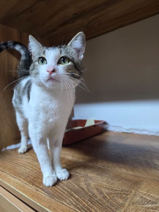 Котик в добрые руки