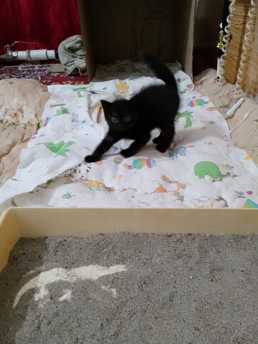 Продам малых котят девочек