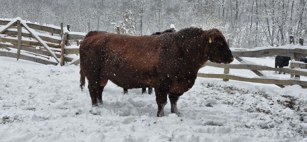 Vand taur angus pentru monta