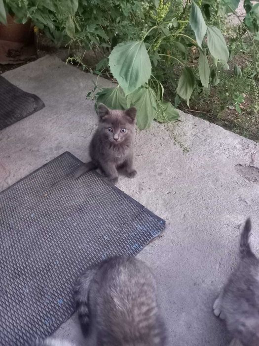 Отдам котят в хорошие руки