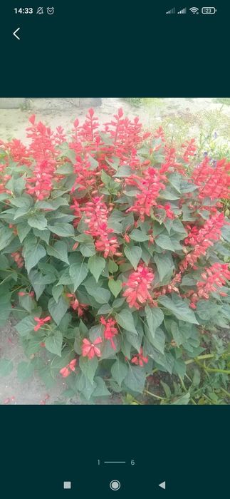 Продам семена цветов Савилья