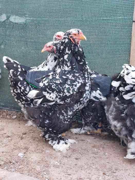 Разплодни яйца от